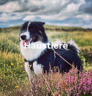 tekst