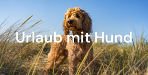 Urlaub mit Hund